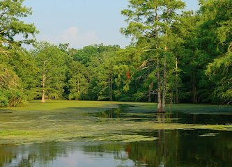 Northshore Endodontics Dr. Charles Roy Charles DDS in Mandeville