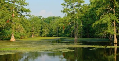 Northshore Endodontics Dr. Charles Roy Charles DDS in Mandeville